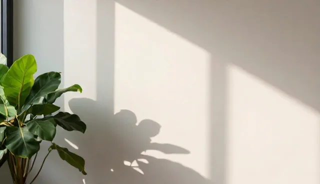 pro翻译中文是什么意思,如何正确理解与使用